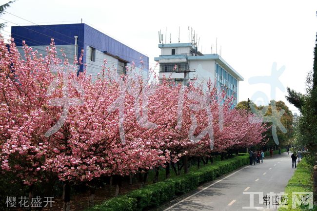 贵州民族大学-樱花盛开